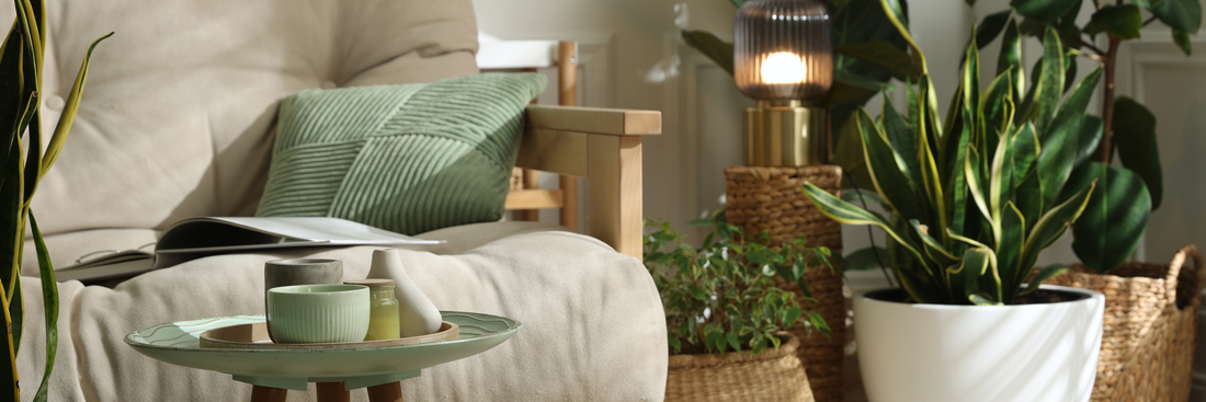 A Fern Guide to Houseplants: Care, Styling, and a Few Favorites