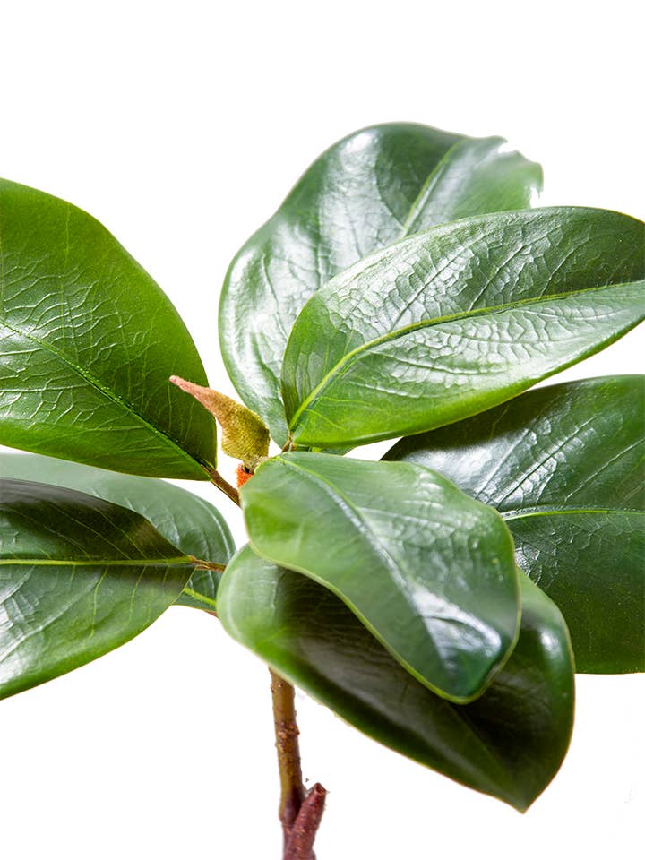 23" MAGNOLIA LEAF SPRAY: GREEN