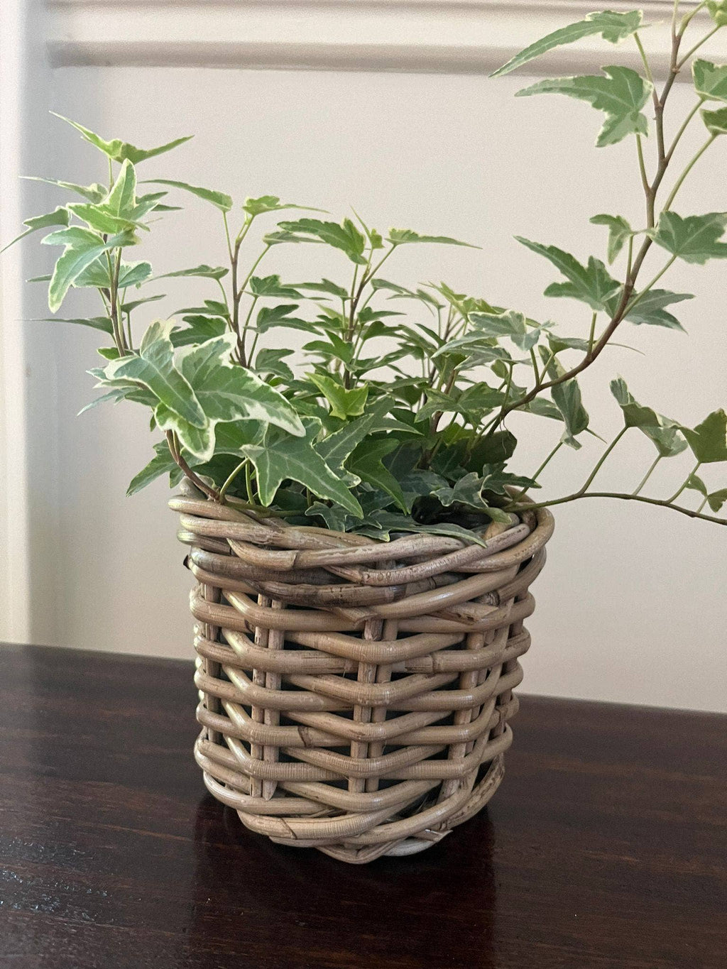 Rattan Flower Pot Basket with Plastic Inner: Small - 5" H