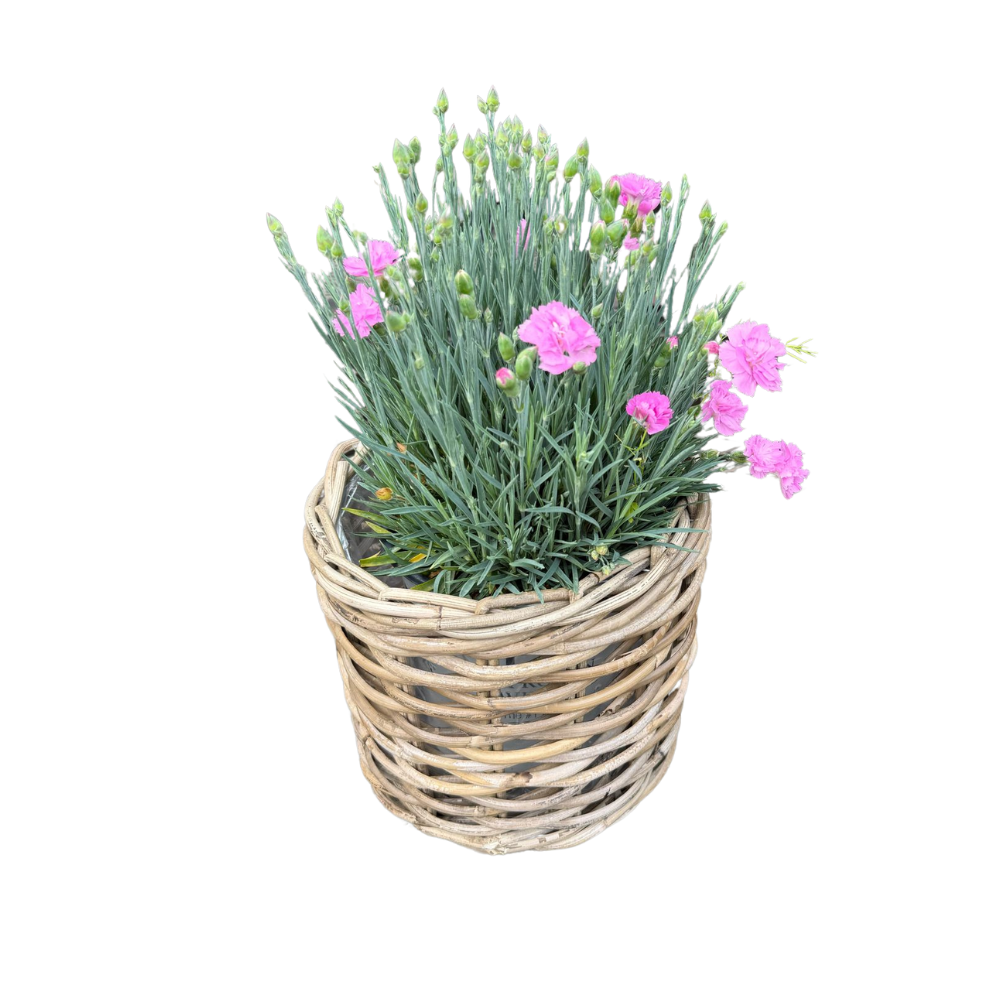 Rattan Planter Baskets: Small - 8.5" H