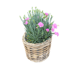 Rattan Planter Baskets: Large - 10.5" H
