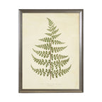 Fern Print: Gold Frame 2425-35 Aq / 16" X 12"