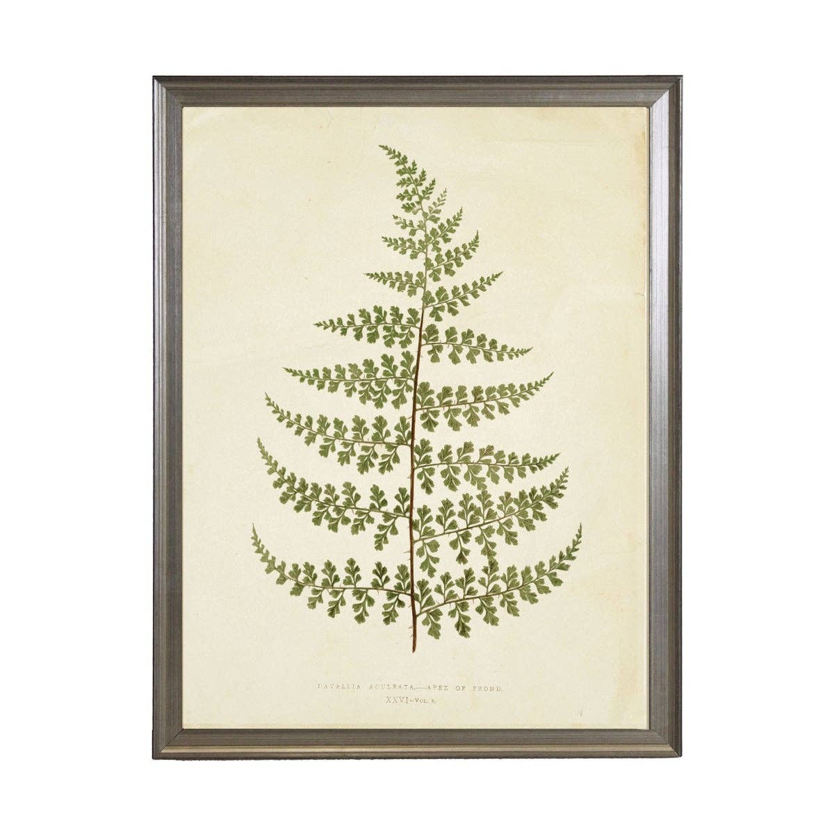 Fern Print: Gold Frame 2425-35 Aq / 16" X 12"