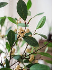 Artificial Fruit Snow Berry Leaf Stem 28" Tall Silk Plant: Red / Three Stems