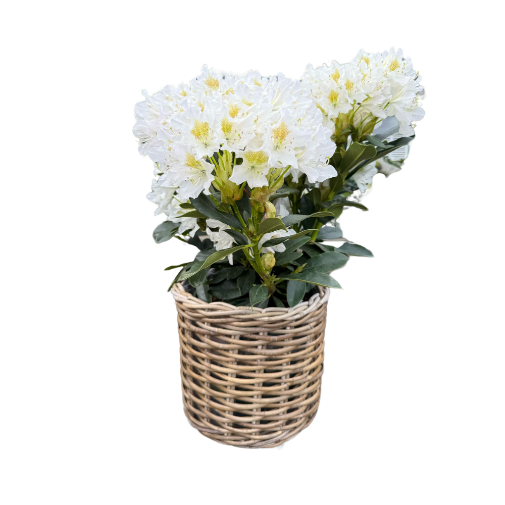 Rattan Planter Baskets: Large - 10.5" H