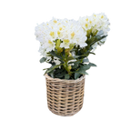 Rattan Planter Baskets: Large - 10.5" H