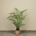 3.5' POTTED FOREST FERN