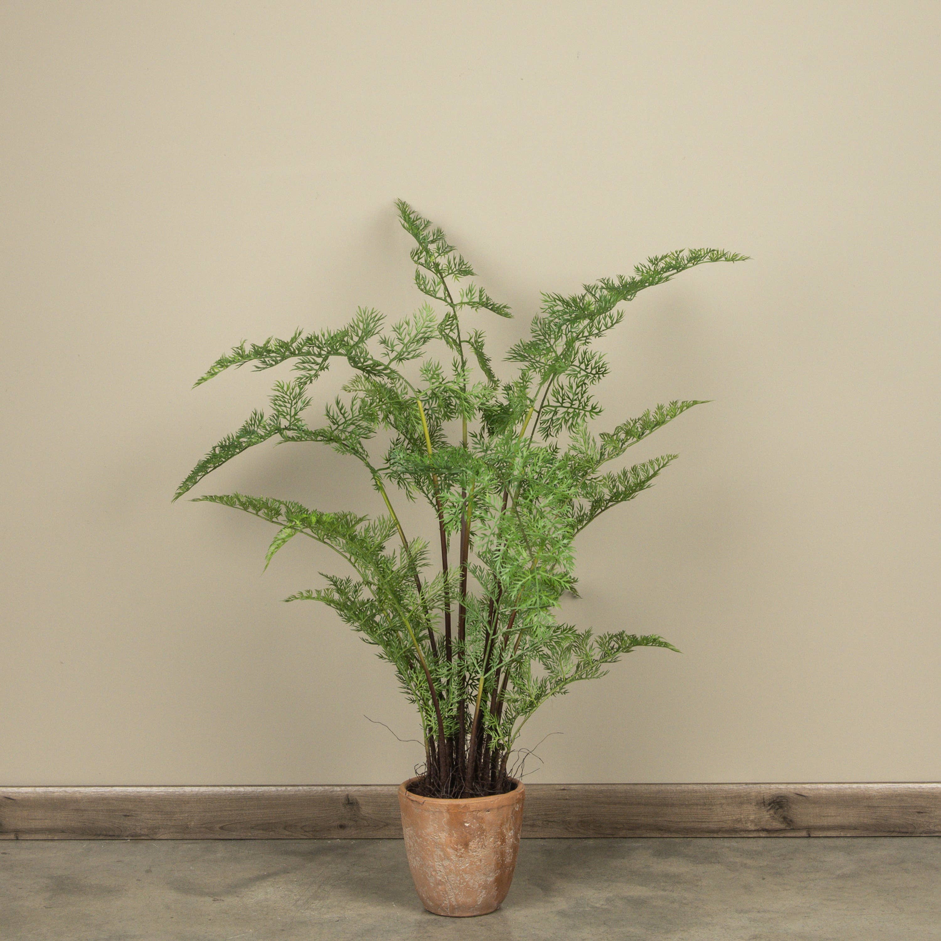 3.5' POTTED FOREST FERN
