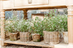 Rattan Flower Pot Basket with Plastic Inner: Small - 5" H