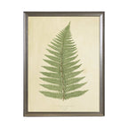 Fern Print: Gold Frame 2425-35 Aq / 16" X 12"