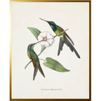 Vintage hummingbird O on a distressed background: Gold Frame 2425-35 Aq / 16" X 20"