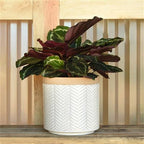 Ramos Banded Chevron Cachepot, Stoneware - 6