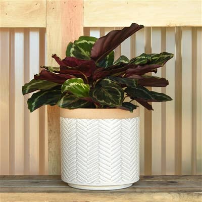 Ramos Banded Chevron Cachepot, Stoneware - 6
