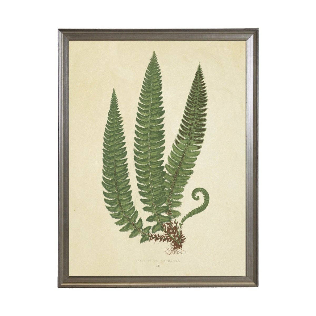 Fern Print: Gold Frame 2425-35 Aq / 16" X 12"