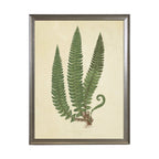 Fern Print: Gold Frame 2425-35 Aq / 16" X 12"