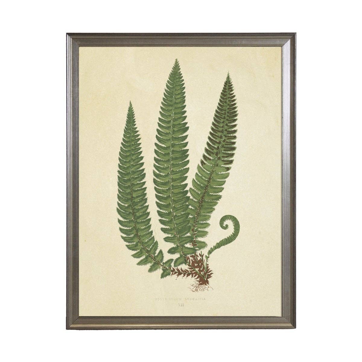 Fern Print: Gold Frame 2425-35 Aq / 16" X 12"