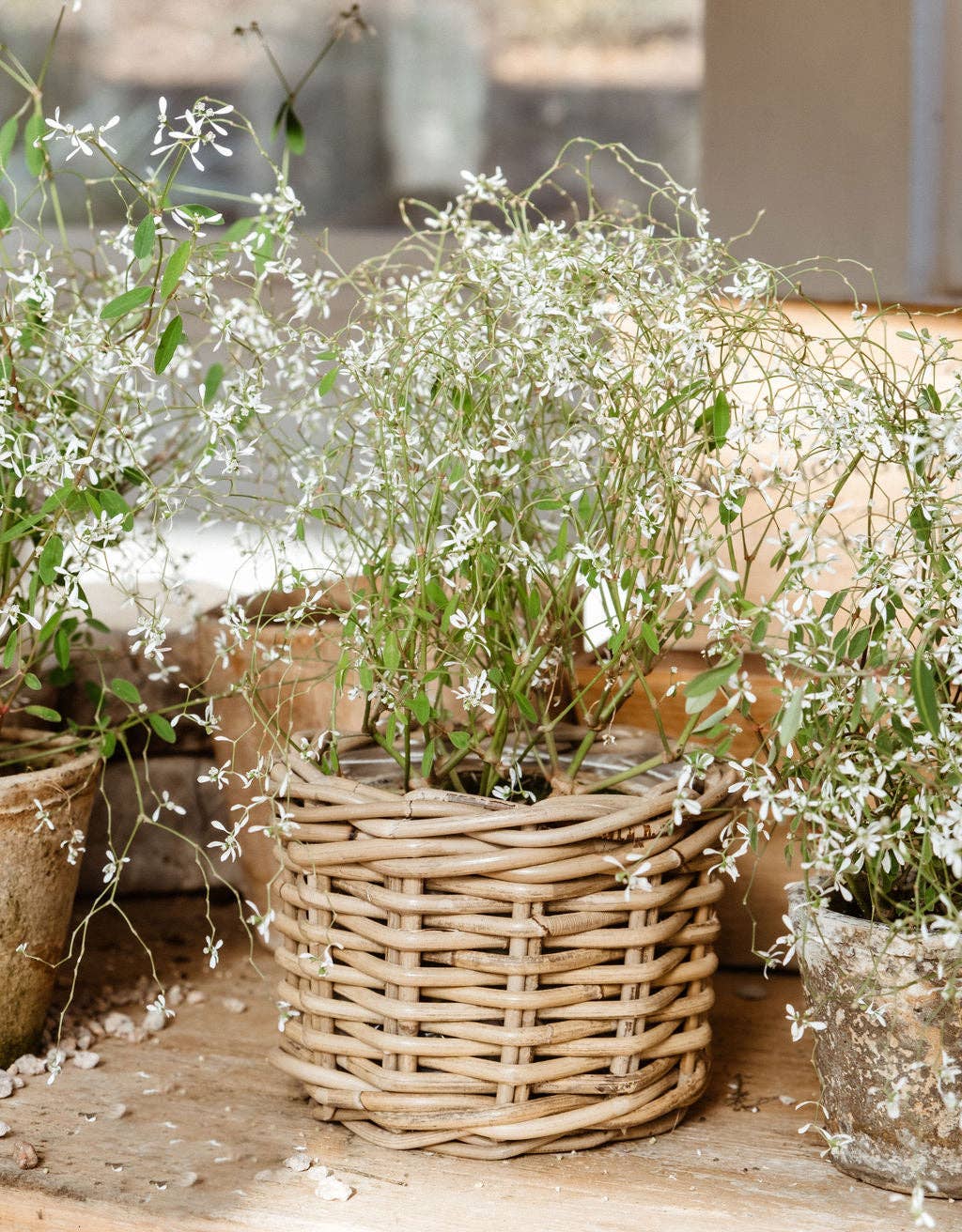 Rattan Flower Pot Basket with Plastic Inner: Small - 5" H