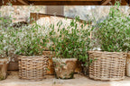 Rattan Flower Pot Basket with Plastic Inner: Small - 5" H