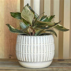 Ramos Linear Cachepot with Saucer, Stoneware - 4