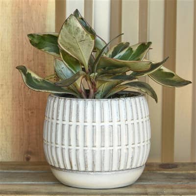 Ramos Linear Cachepot with Saucer, Stoneware - 4