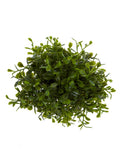 4" BOXWOOD BALL: GREEN