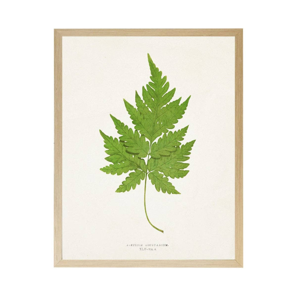 Vintage Bookplate Fern  A: Gold Frame 2425-35 Aq / 16" X 12"