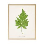 Vintage Bookplate Fern  A: Gold Frame 2425-35 Aq / 16" X 12"