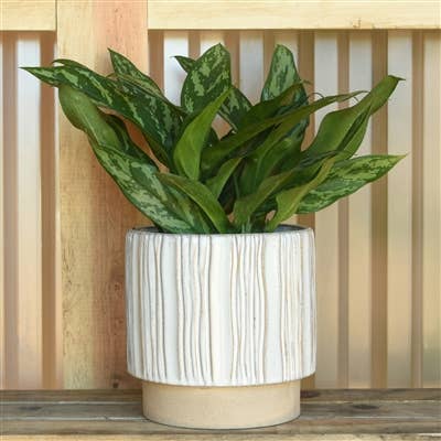 Ramos Vertical Stripe Cachepot, Stoneware - 6
