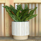 Ramos Vertical Stripe Cachepot, Stoneware - 6