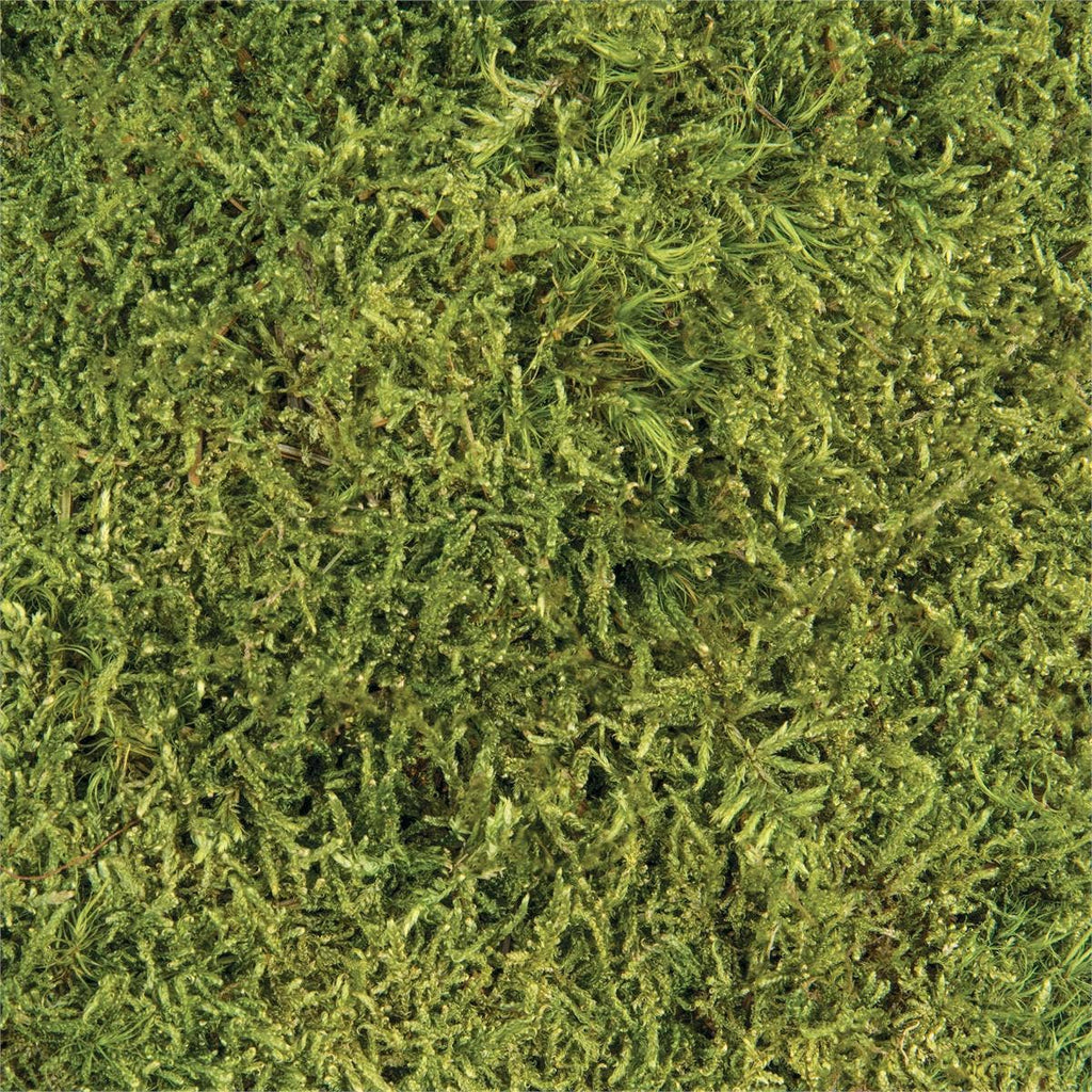 Premium Sheet Moss - 16oz Bag Natural Dried