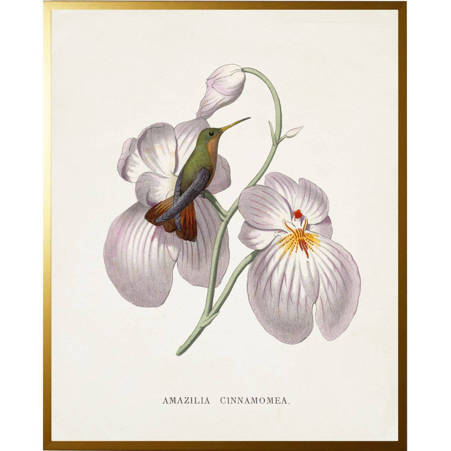 Vintage hummingbird  Beaded Gold Frame / 8" X 10"