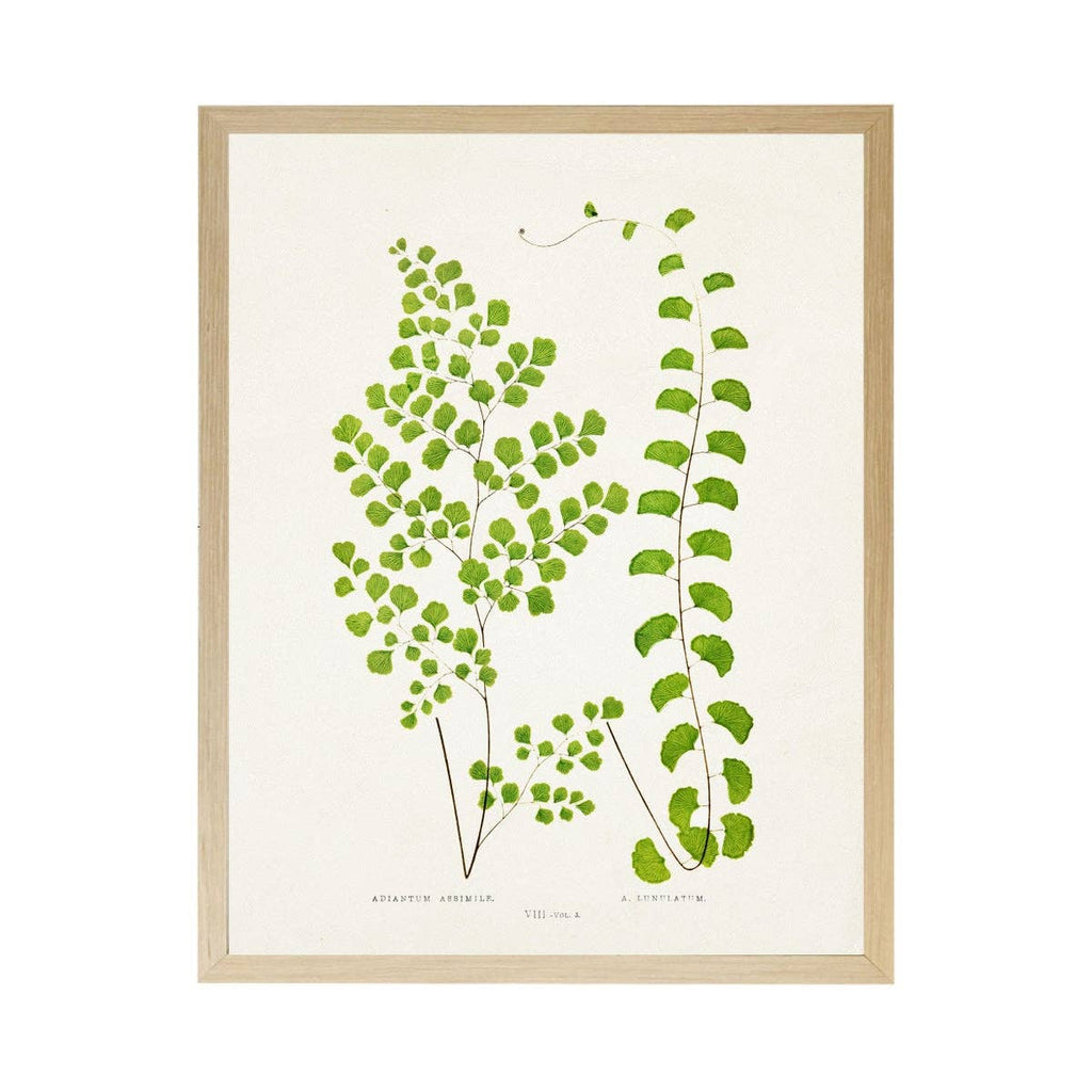 Vintage Bookplate Fern  Q: Gold Frame 2425-35 Aq / 16" X 12"