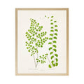Vintage Bookplate Fern  Q: Gold Frame 2425-35 Aq / 16" X 12"