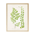 Vintage Bookplate Fern  Q: Gold Frame 2425-35 Aq / 16" X 12"