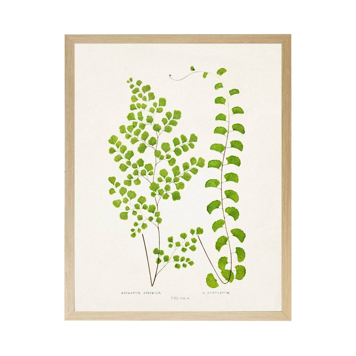 Vintage Bookplate Fern  Q: Gold Frame 2425-35 Aq / 16" X 12"
