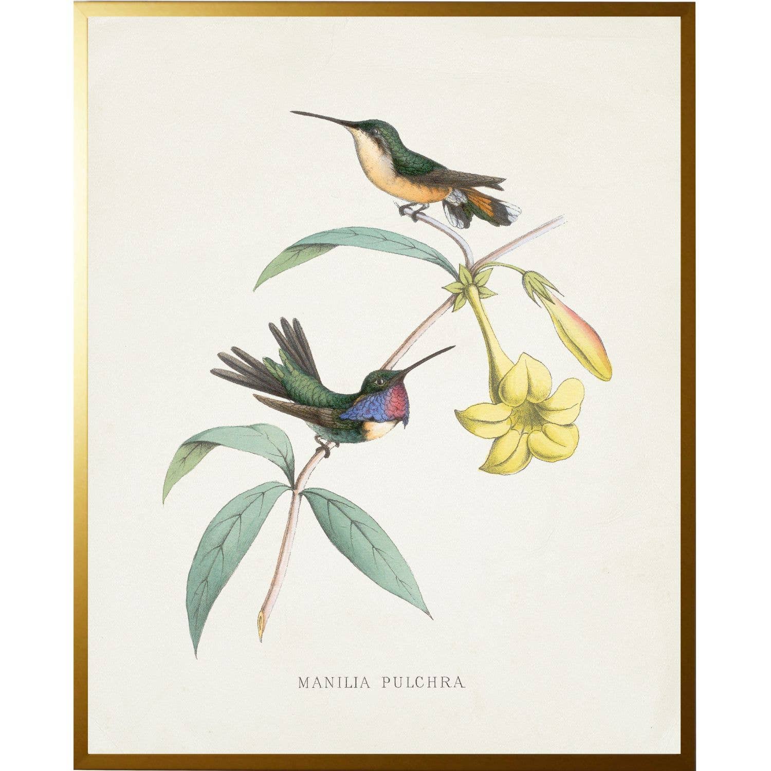 Vintage hummingbird U on a distressed background: Beaded gold frame 1315-70 / 18" X 24"