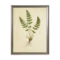 Fern Print: Gold Frame 2425-35 Aq / 16" X 12"