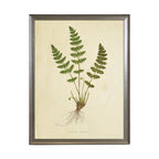 Fern Print: Gold Frame 2425-35 Aq / 16" X 12"