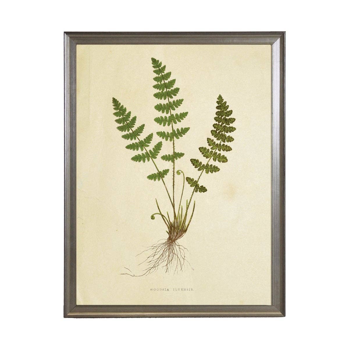 Fern Print: Gold Frame 2425-35 Aq / 16" X 12"