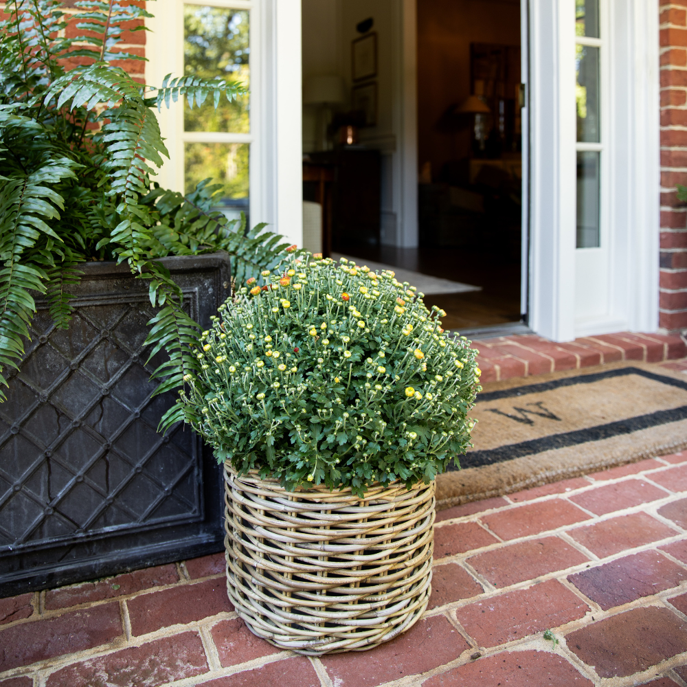 Rattan Planter Baskets: Small - 8.5" H