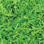 Crinkle Cut Paper Shred 10 lb: Hunter / 1 Pack / 10 lb Box