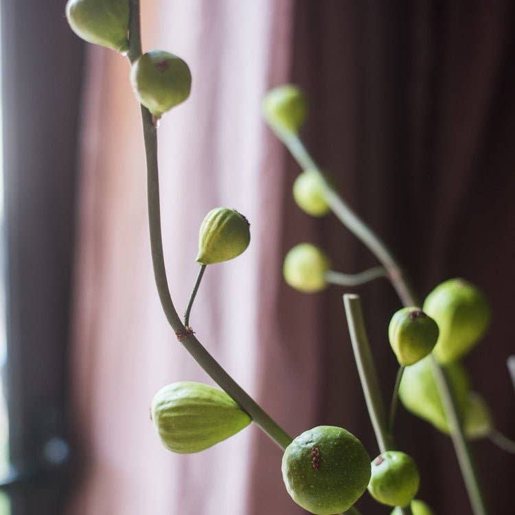 Artificial Fig Fruit Stem 30" Tall Silk Branch: Green / One Stem