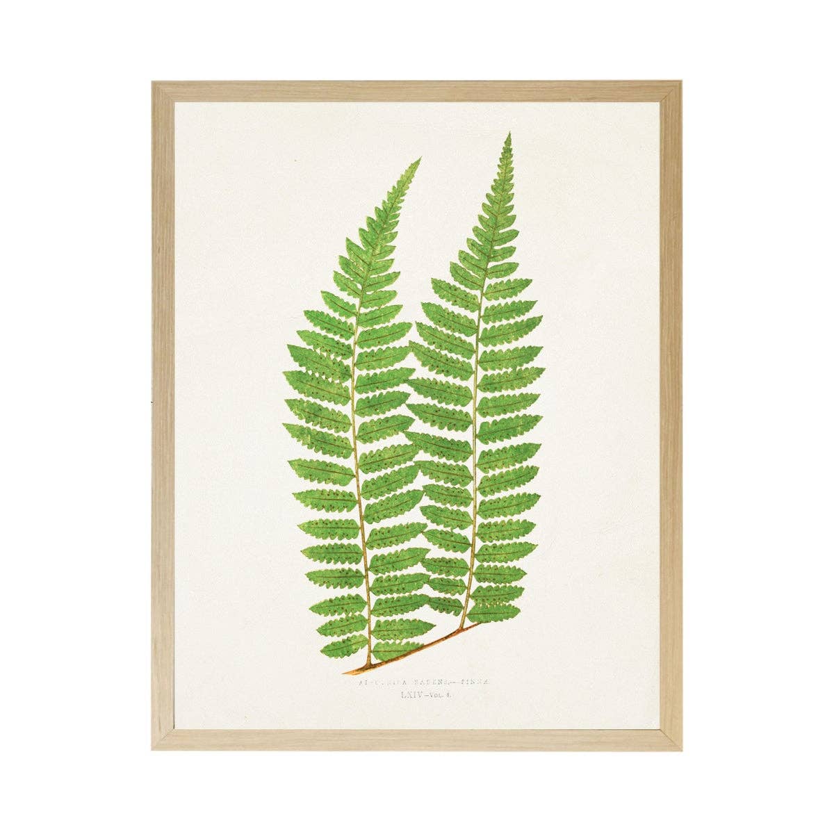 Vintage Bookplate Fern  S: Gold Frame 2425-35 Aq / 16" X 12"