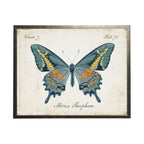 Blue, Orange And Gold Butterfly: Silver Frame