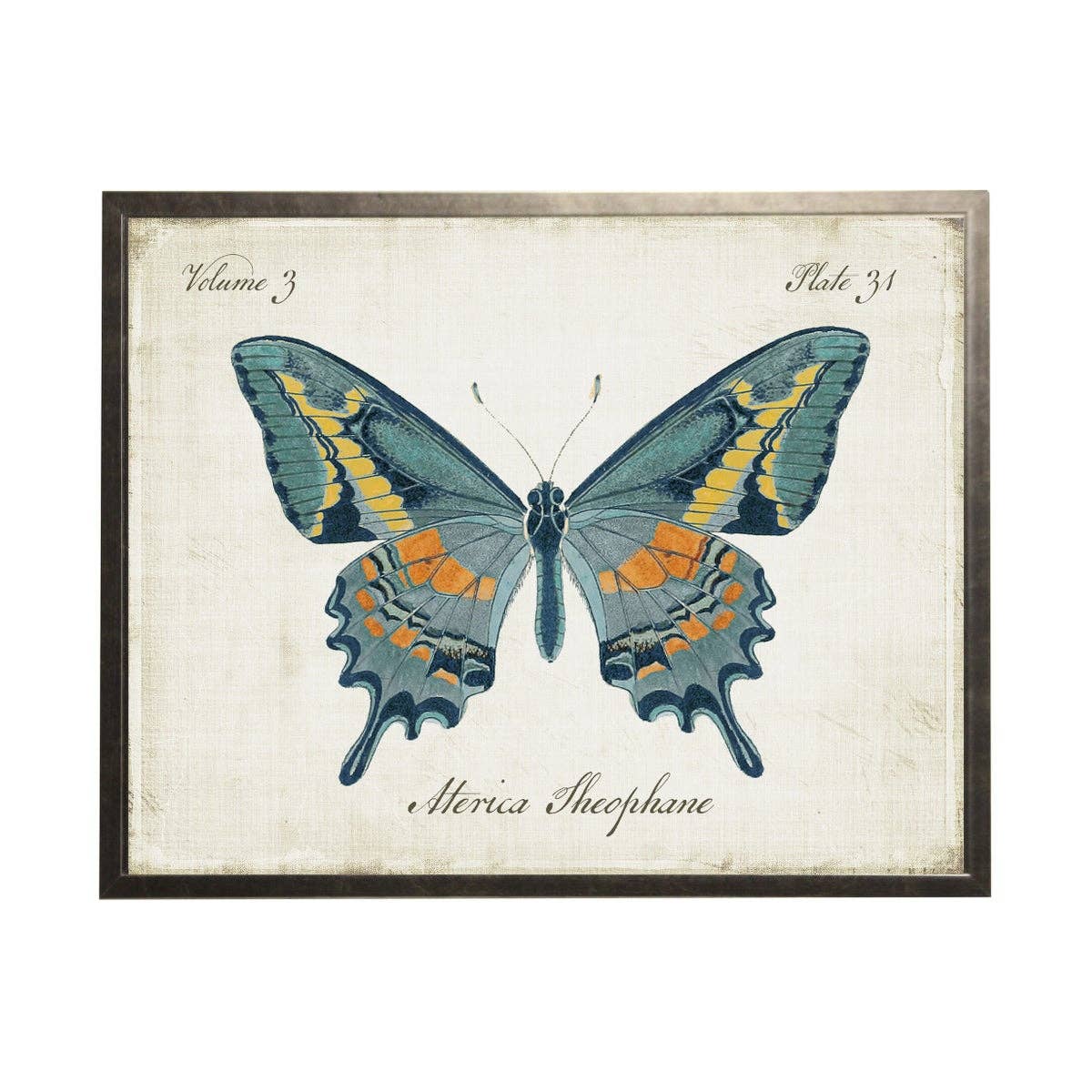 Blue, Orange And Gold Butterfly: Silver Frame