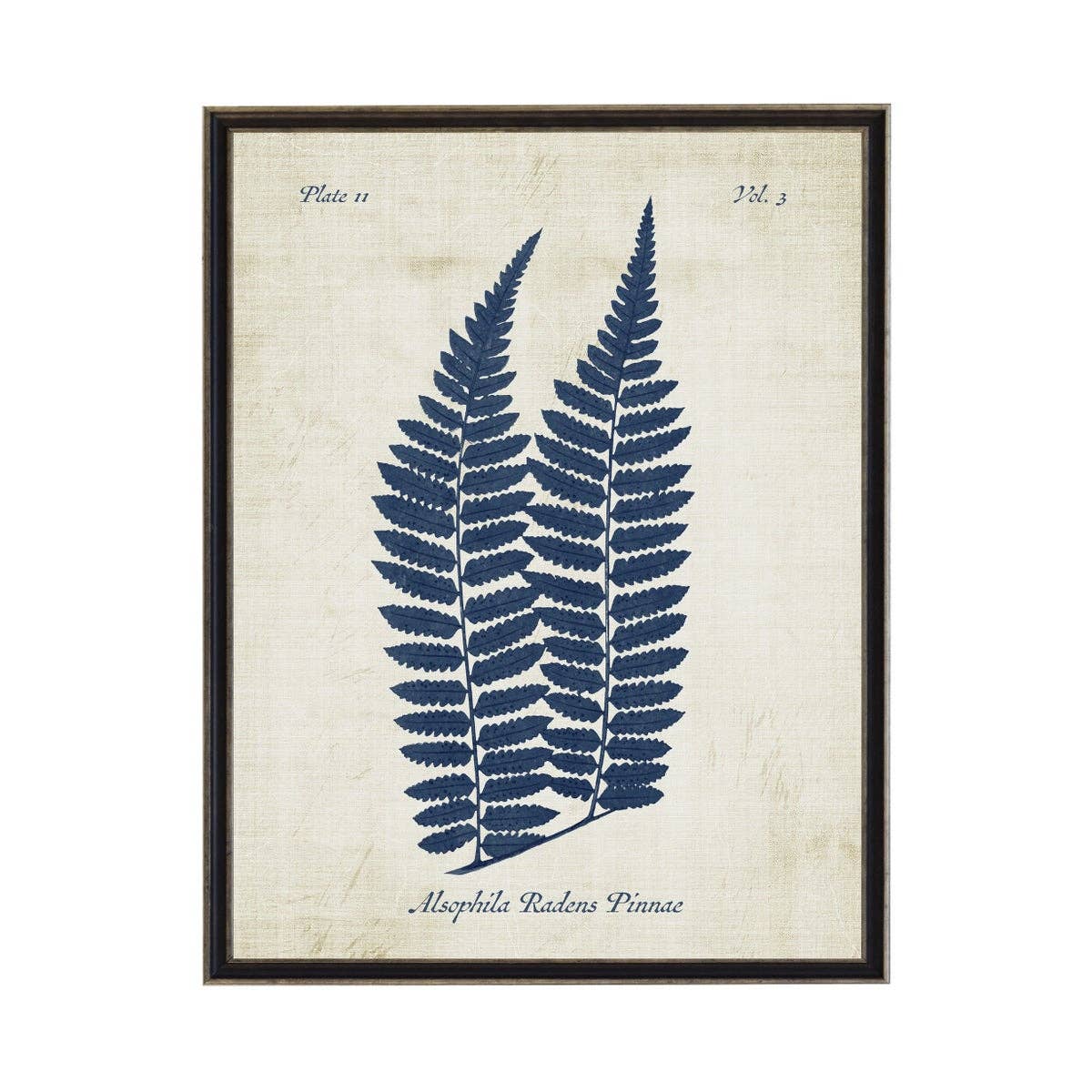 Navy Fern On Distressed Background: Black Frame 2400-35 Za / 16" X 12"