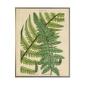 Vintage Fern Collage: Black With Bead