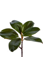 18" MAGNOLIA LEAF SPRAY: GREEN