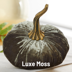 Pumpkin Large Velvet,  Fern