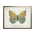 Gold Butterfly With Blue Hi-Lites: Silver Frame